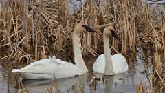 9: Tundra Swan 0C3_0183