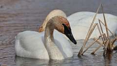 10: Tundra Swan 0C3_0210