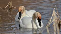 11: Tundra Swan 0C3_0235