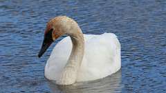 12: Tundra Swan 0C3_0273