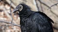 1: black vulture 0C3_0394