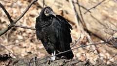 2: black vulture 0C3_0505