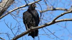 4: black vulture 0C3_0541