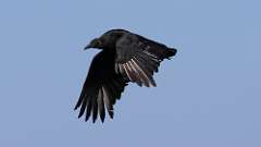 5: black vulture in flight 0C3_0053