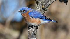 1: Eastern Bluebird 0C3_0127