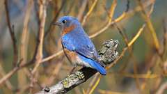 2: Eastern Bluebird 0C3_0613