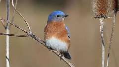 3: Eastern Bluebird 0C3_0820