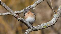 4: Female Eastern Bluebird1 0C3_0436