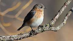 5: Female Eastern Bluebird1 0C3_0508