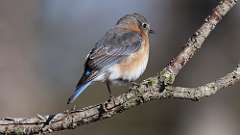 6: Female Eastern Bluebird1 0C3_0599