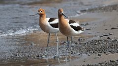 4: American Avocet 0C3_0709