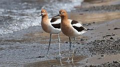 17: American Avocet 0C3_0721