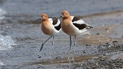 15: American Avocet 0C3_0756