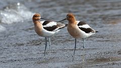 14: American Avocet 0C3_0895