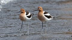 13: American Avocet 0C3_0907