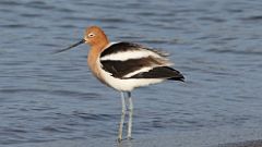 1: American Avocet 0C3_1321