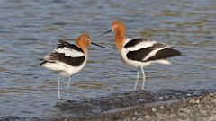 5: American Avocet 0C3_1384