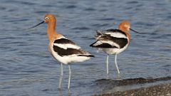 2: American Avocet 0C3_1429