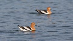 6: American Avocet 0C3_1477