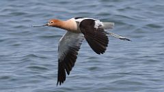 7: American Avocet in flight 0C3_0922