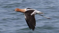 3: American Avocet in flight 0C3_0925