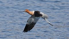 8: American Avocet in flight 0C3_1059