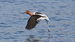 9: American Avocet in flight 0C3_1067