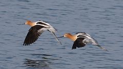 10: American Avocet in flight 0C3_1505