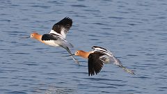 11: American Avocet in flight 0C3_1506