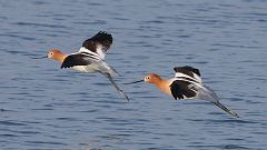 12: American Avocet in fliight 0C3_1504