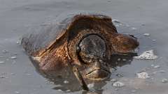 3: snapping turtles 0C3_0344