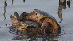 6: snapping turtles 0C3_0629