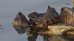 7: snapping turtles 0C3_0818