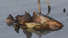 8: snapping turtles 0C3_0838