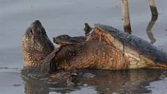 9: snapping turtles 0C3_0900