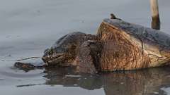 10: snapping turtles 0C3_0910