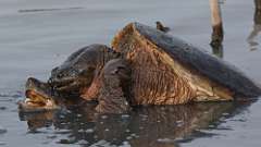 11: snapping turtles 0C3_1018