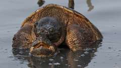 13: snapping turtles 0C3_1069