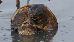 14: snapping turtles 0C3_1112