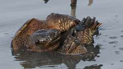 17: snapping turtles 0C3_1245