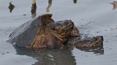 18: snapping turtles 0C3_1297