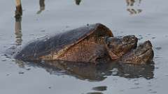 19: snapping turtles 0C3_1350