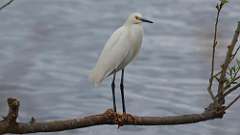 1: snow egret 0C3_0045