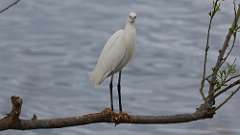 2: snow egret 0C3_0063