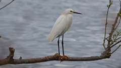 3: snowy egret 0C3_0051