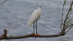 4: snowy egret 0C3_0066