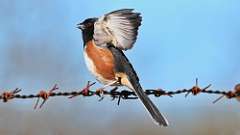 1: Eastern Towhee 0C3_0067