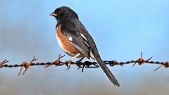 2: Eastern Towhee 0C3_0076