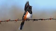 3: Eastern Towhee 0C3_0086