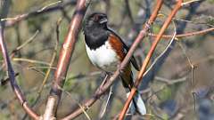 4: Eastern Towhee 0C3_0184